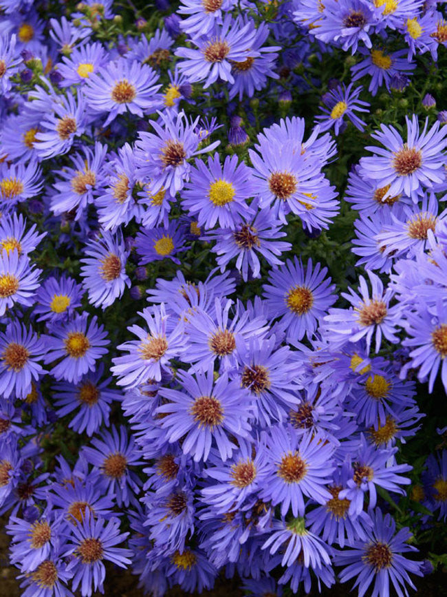 Aster 'Wood's Blue'