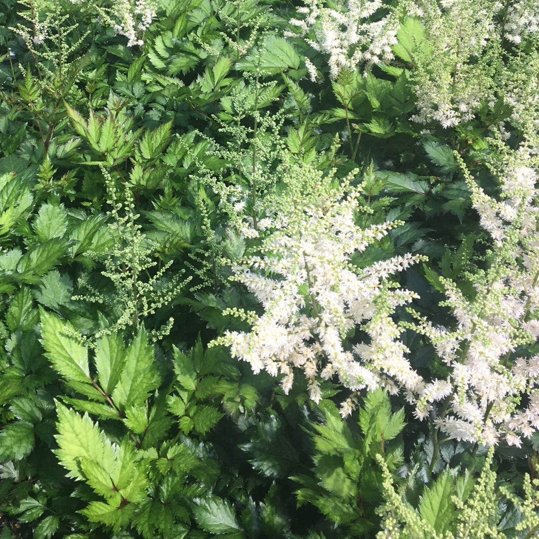 Astilbe c. 'Visions in White' PP18965 (white)