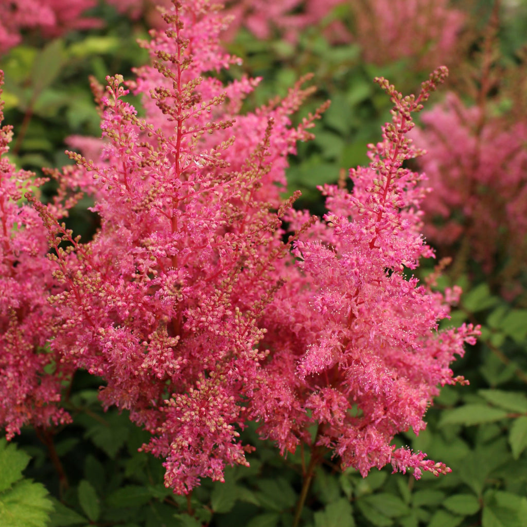 Astilbe 'Younique Pink' ™ PP19841 (pink)