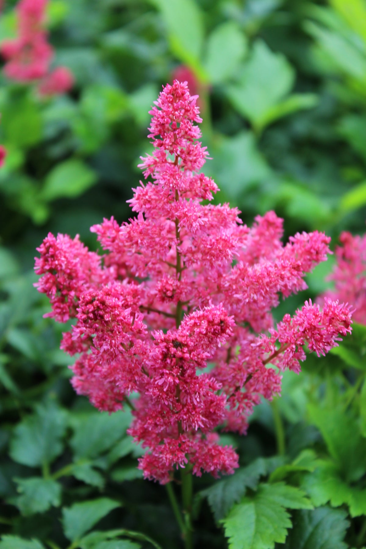 Astilbe 'Younique Ruby Red' ™ PP23143 (red)