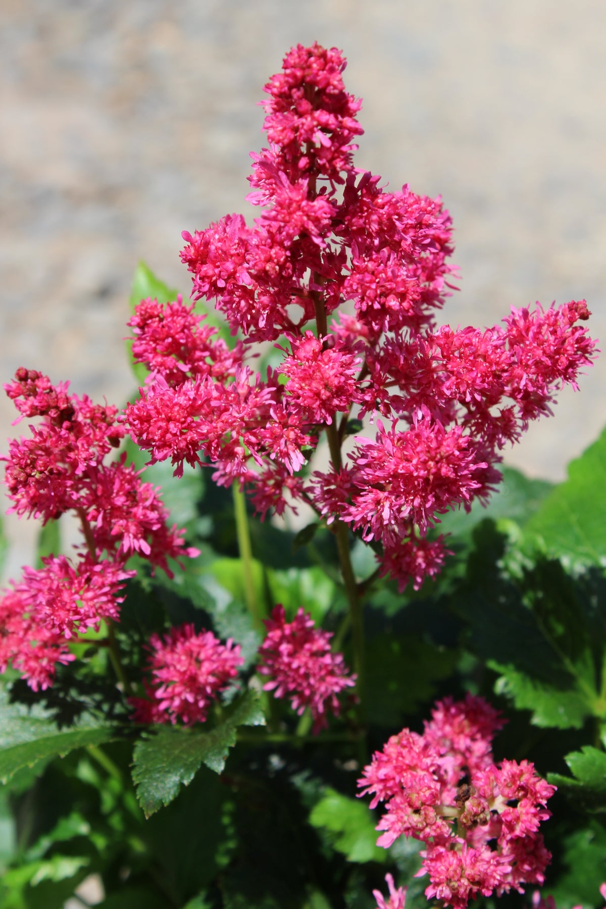 Astilbe 'Younique Ruby Red' ™ PP23143 (red)