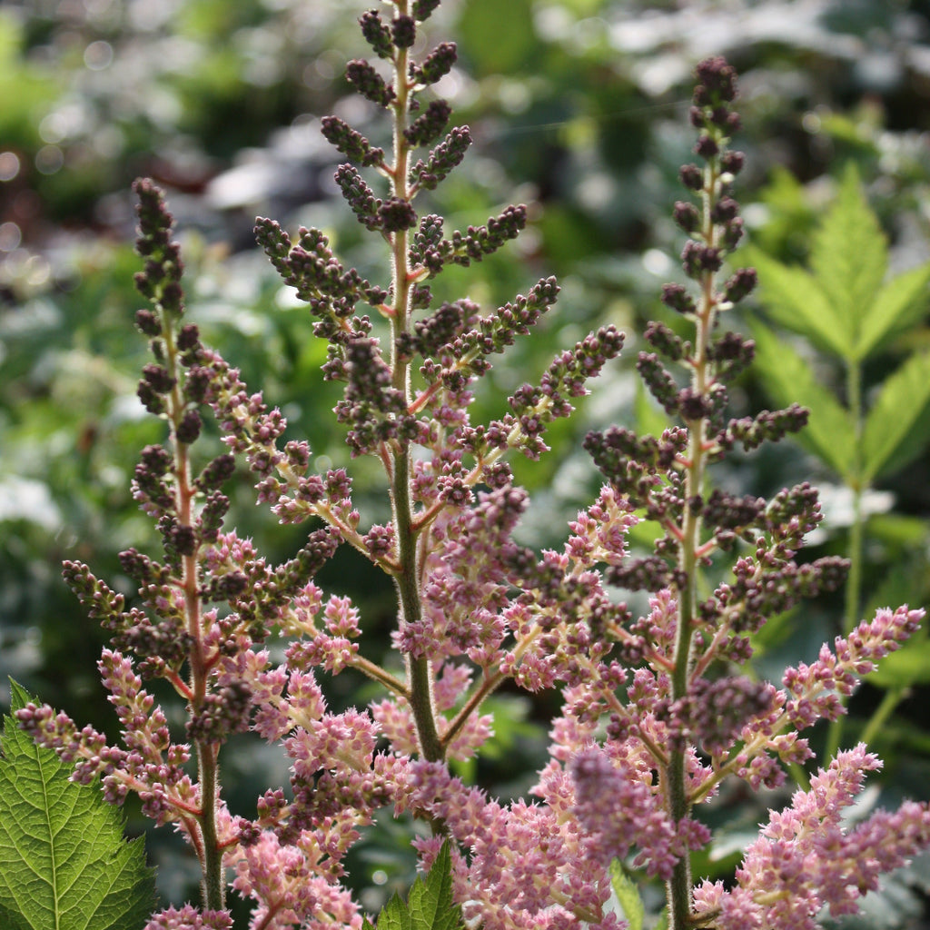 Astilbe x a. 'Color Flash'® PP17343 (pink)