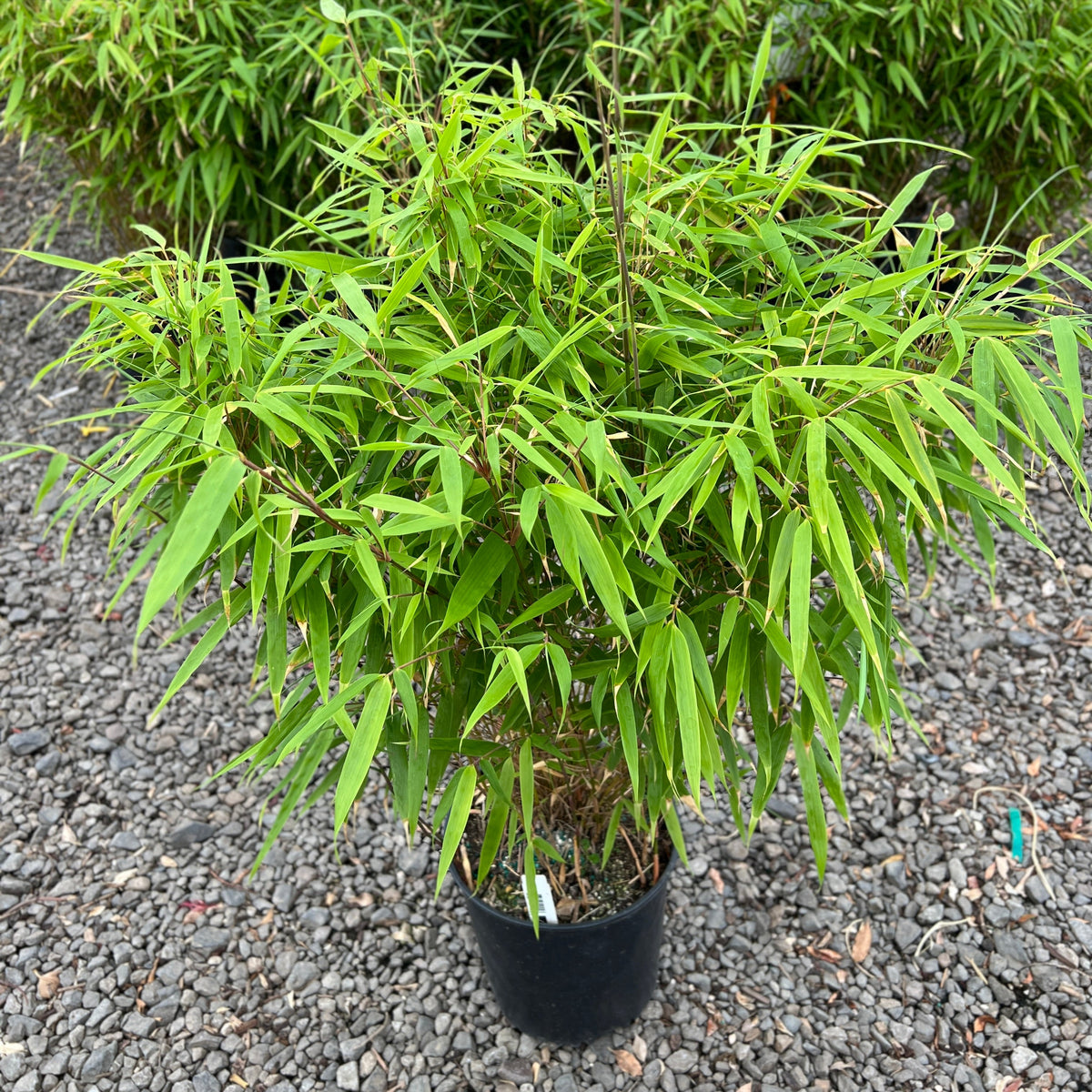 Bamboo, Fargesia robusta