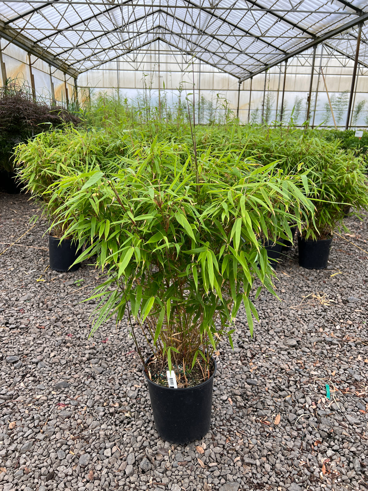 Bamboo, Fargesia robusta