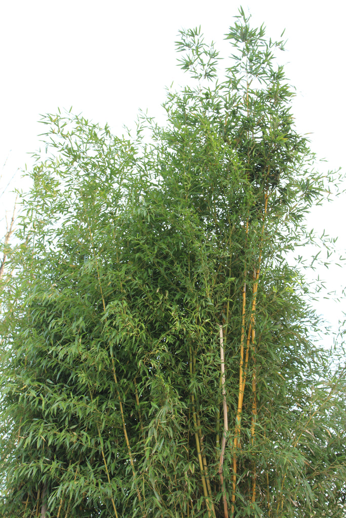 Bamboo, Phyllostachys aureosulcata 'Spectabilis'