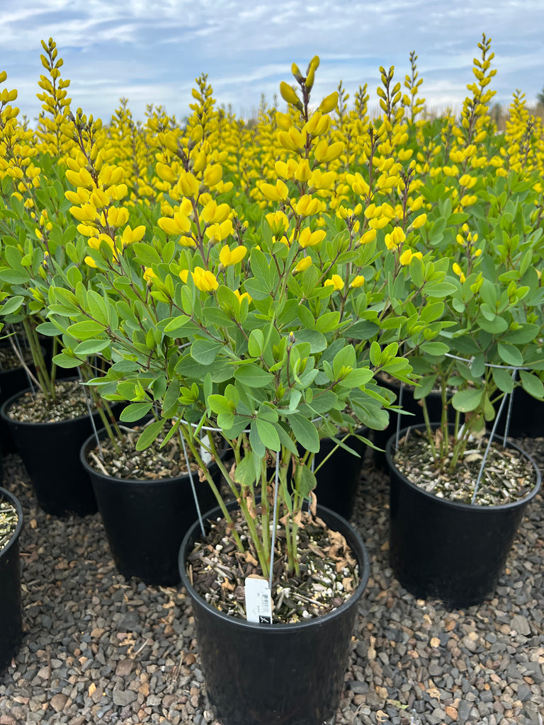 Baptisia 'American Goldfinch' PP30478