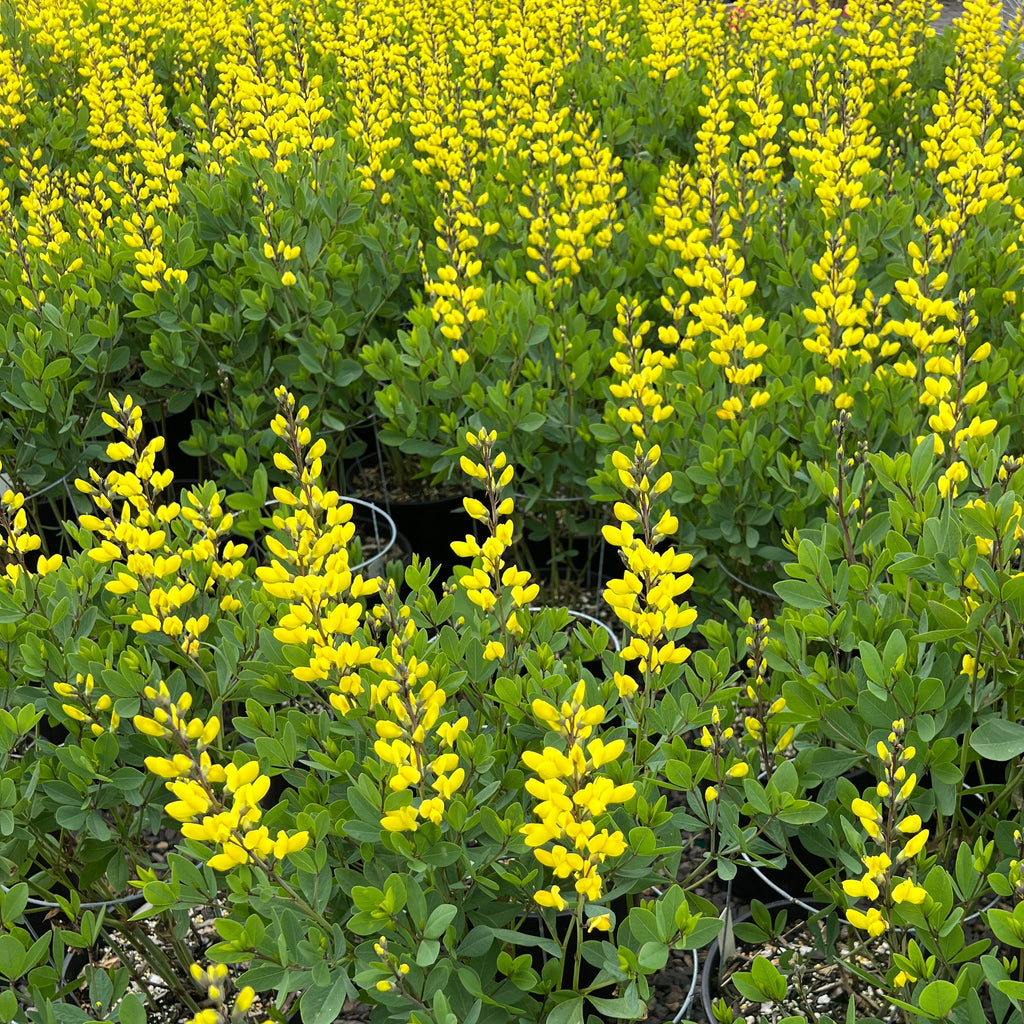 Baptisia 'American Goldfinch' PP30478