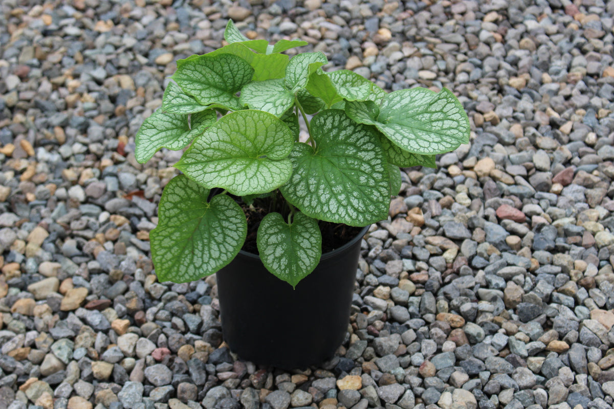 Brunnera m. 'Alexander's Great' PP25789