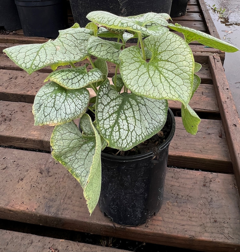 Brunnera m. 'Jack Frost' PP13859