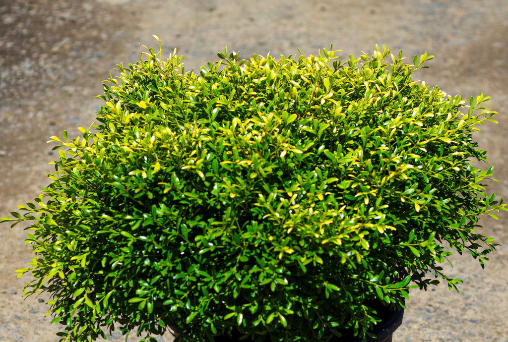 Buxus m. k. 'Franklin's Gem' (CG) – Loen Nursery, Inc.