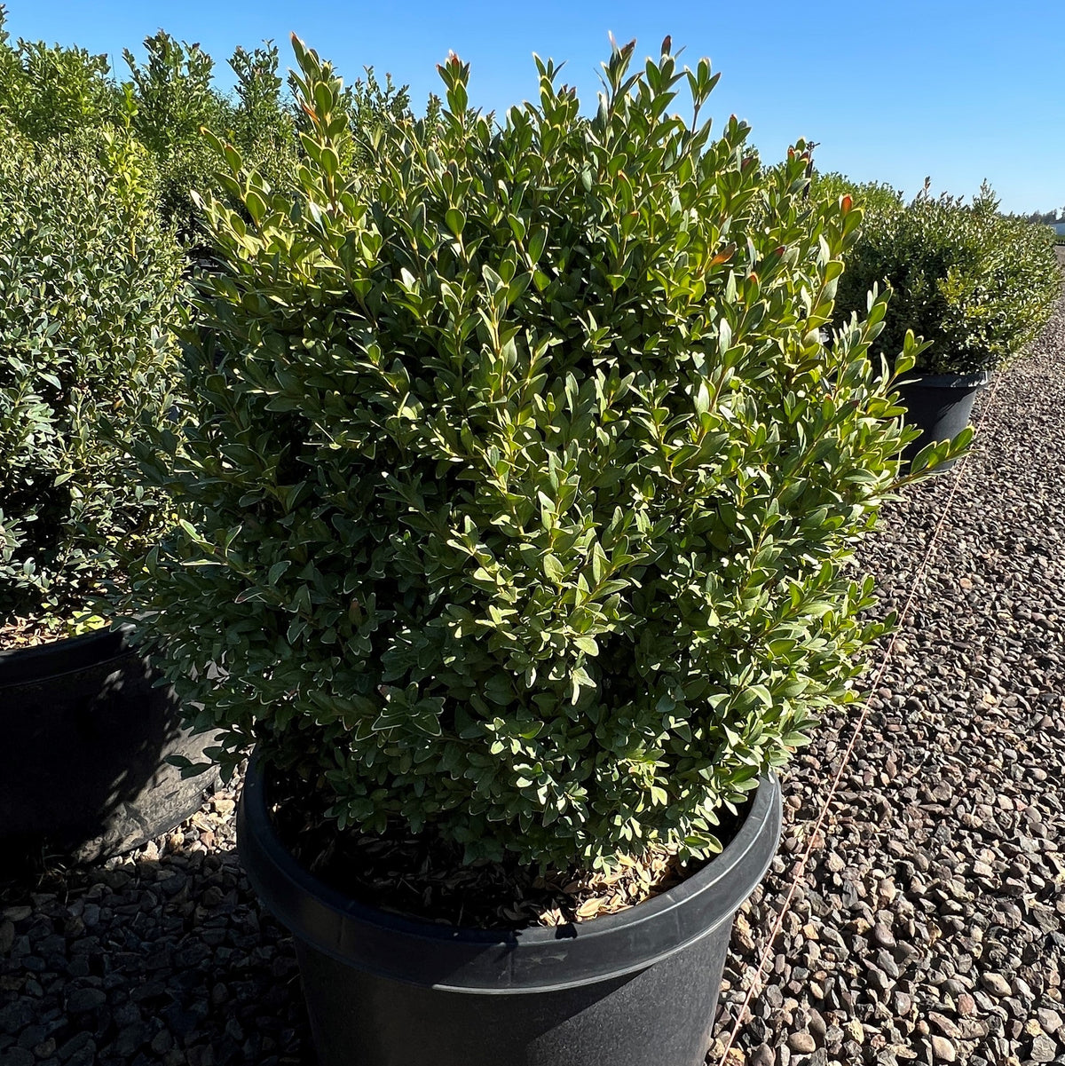 Buxus m. k. 'Julia Jane'
