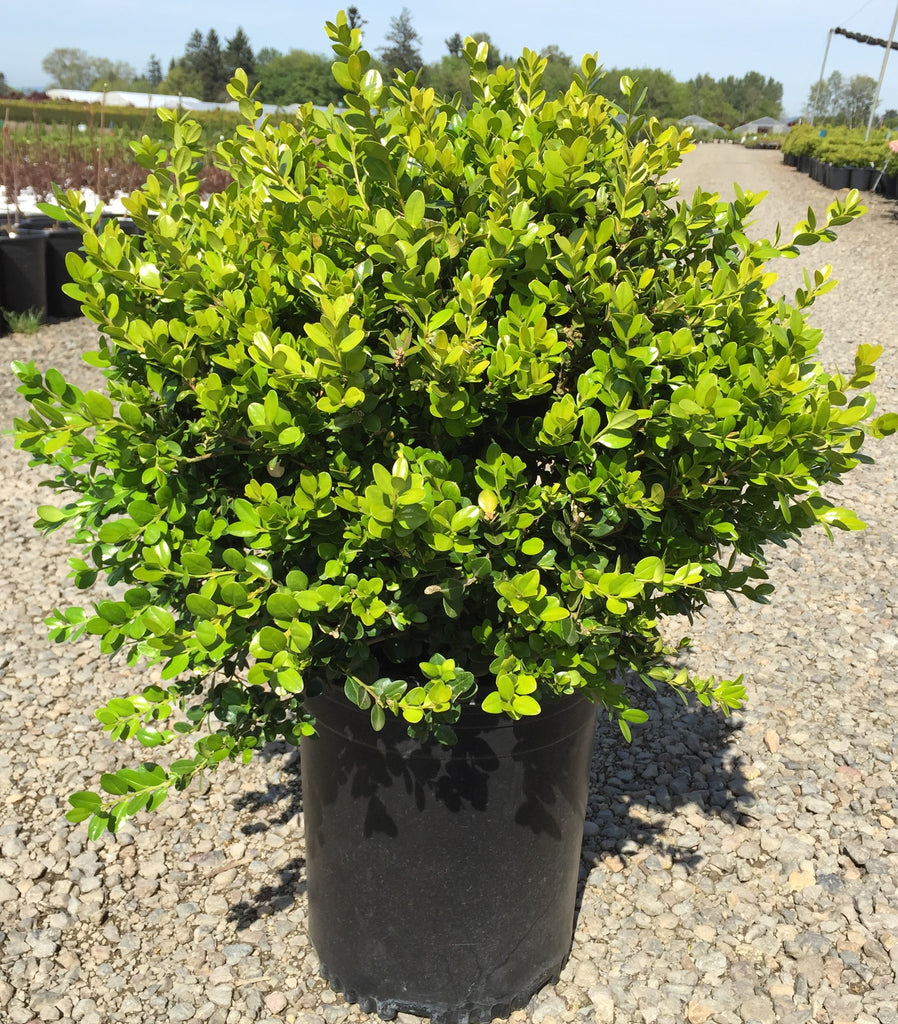 Buxus m. k. 'Winter Gem'