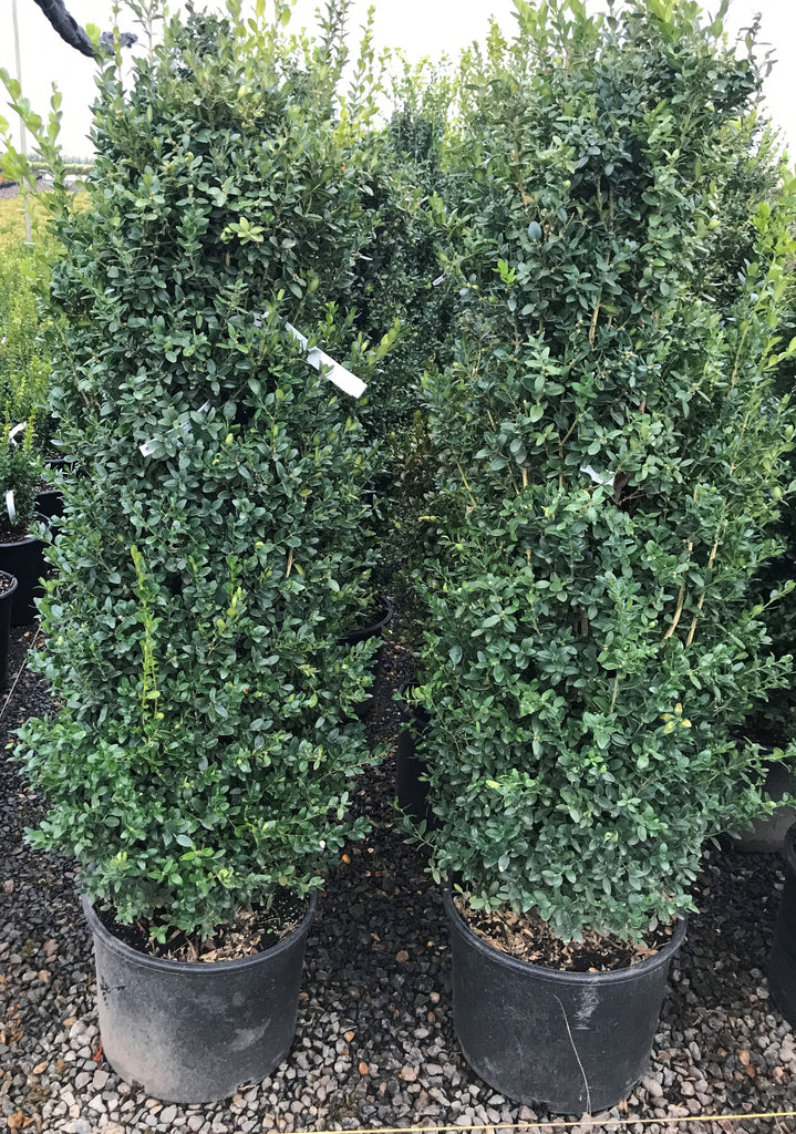 Buxus s. 'Highlander' (FP)