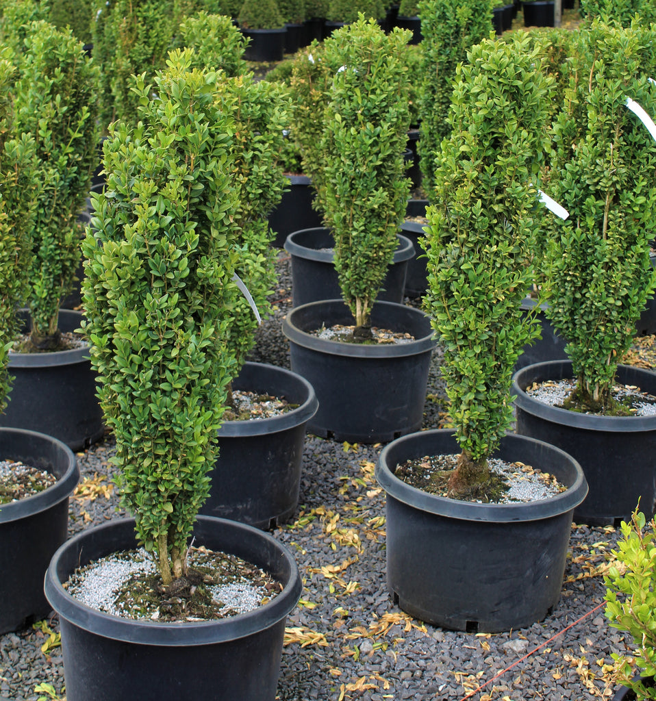 Buxus s. 'Graham Blandy' (FP)