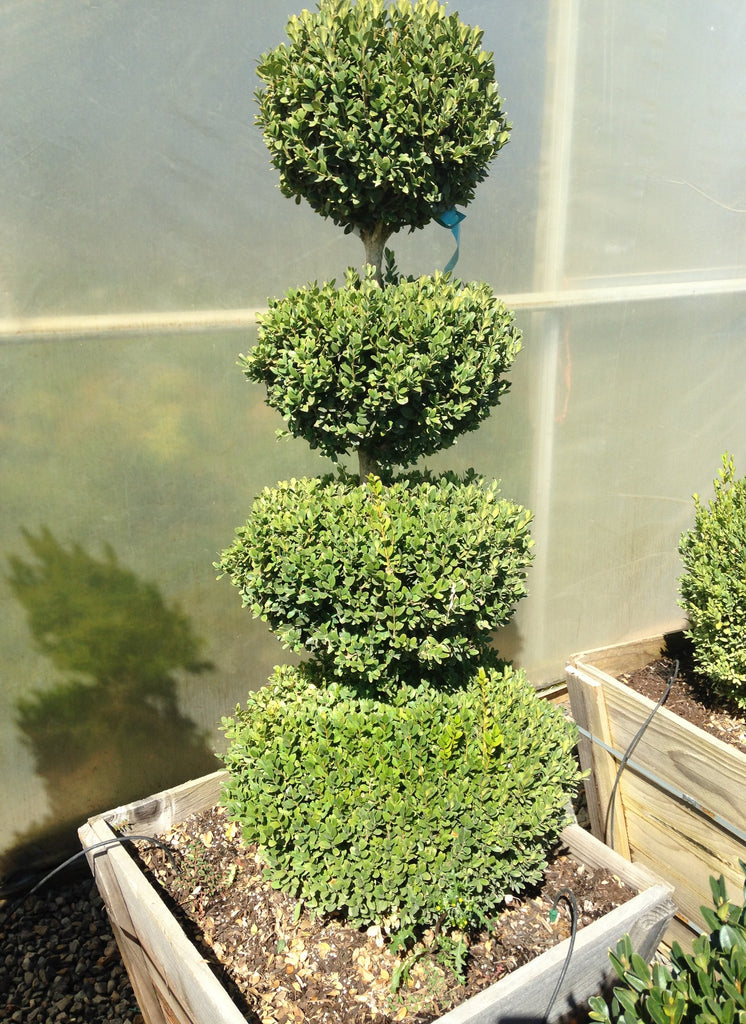Buxus sempervirens, 4 Ball