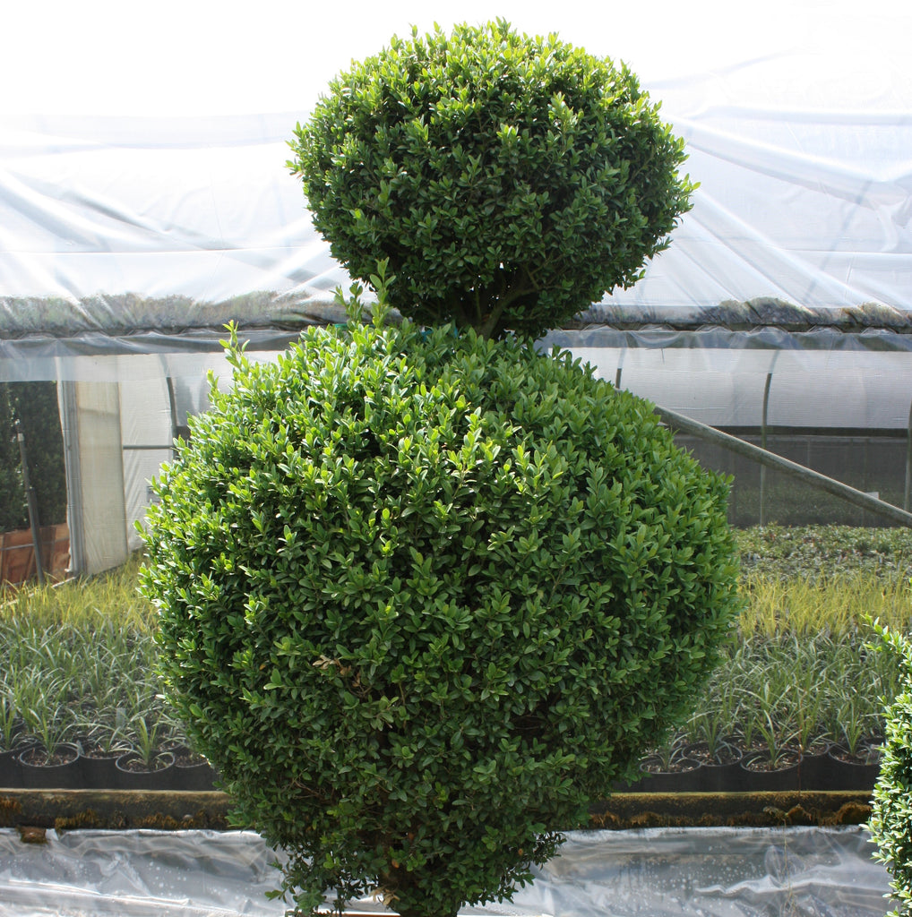Buxus sempervirens, 2 Ball (field grown)