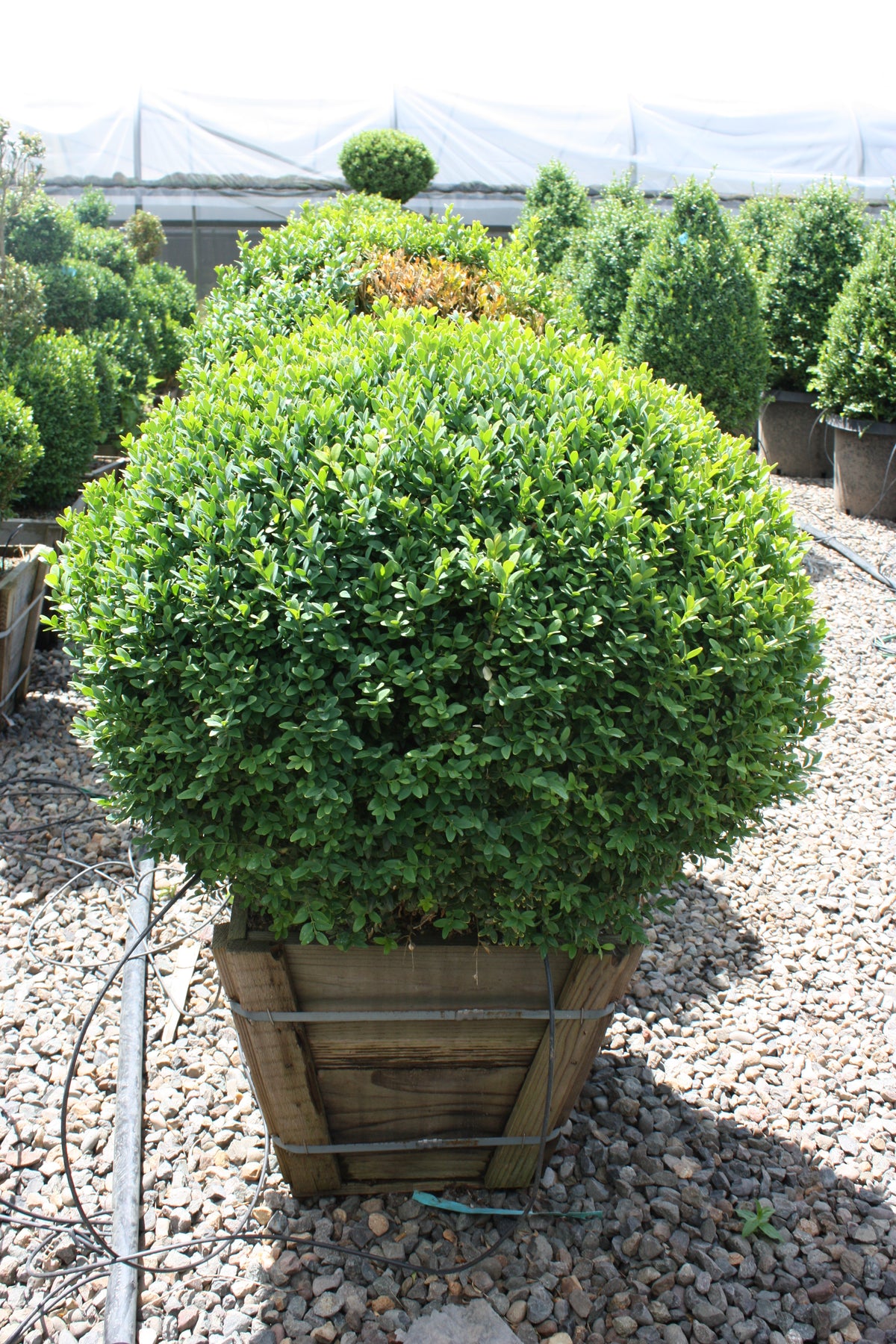 Buxus sempervirens, Globe