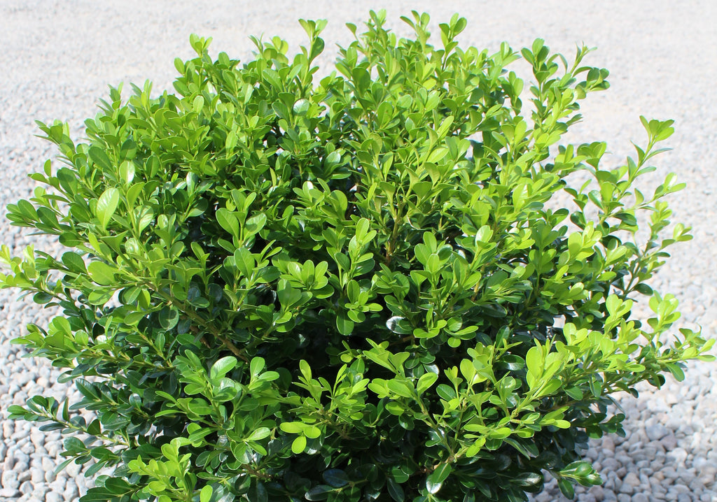Buxus x 'Green Beauty' (field grown)