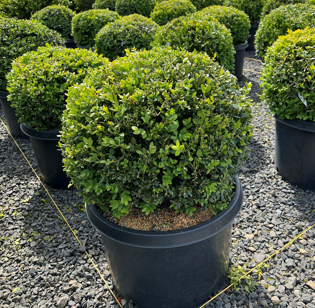 Buxus x 'Green Velvet', Globe