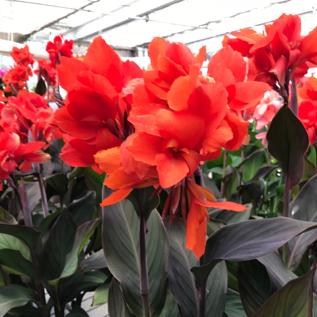 Canna Cannova® Bronze Orange