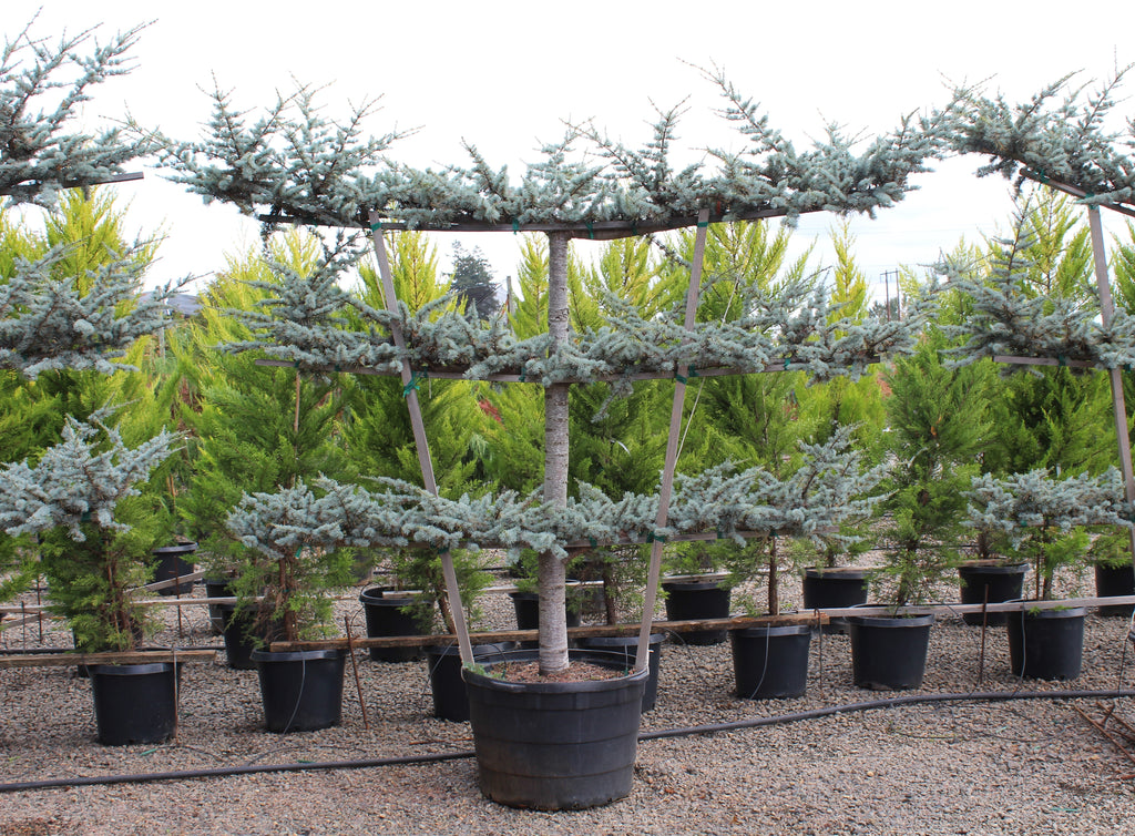 Cedrus atl. 'Glauca', Espaliered (CG)