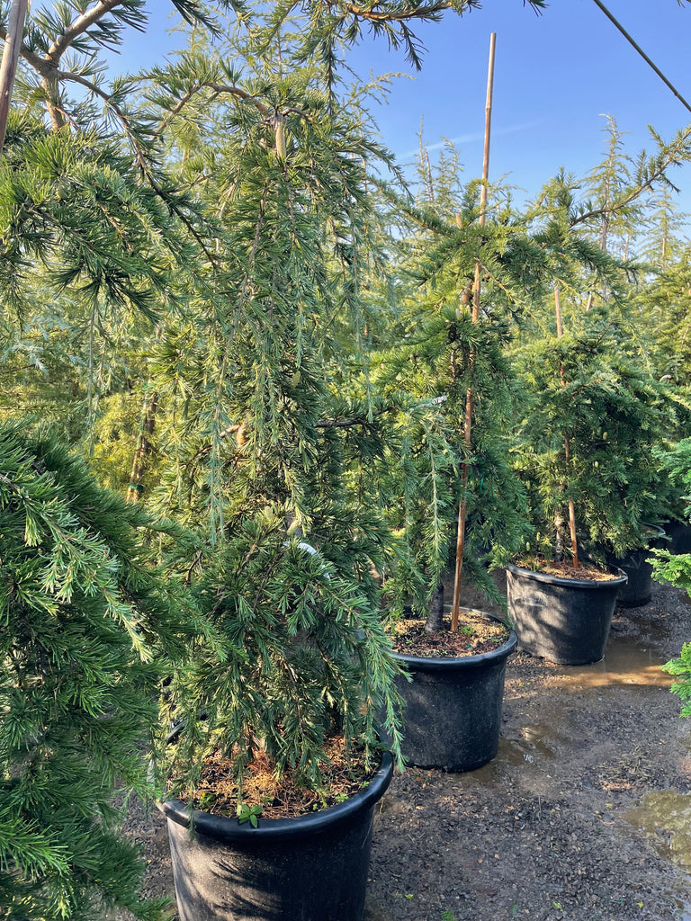 Cedrus libani 'Pendula', Serpentine (CG)