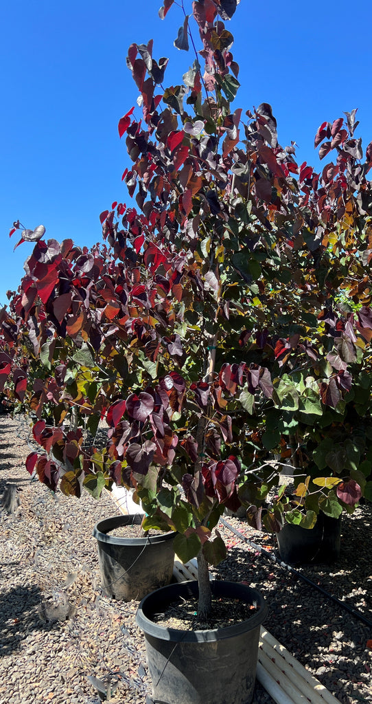Cercis can. 'Merlot' PP22297 (CG)