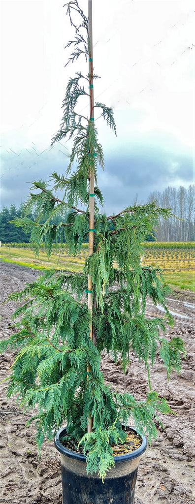 Chamaecyparis nootk. 'Glauca Pendula' (CG)