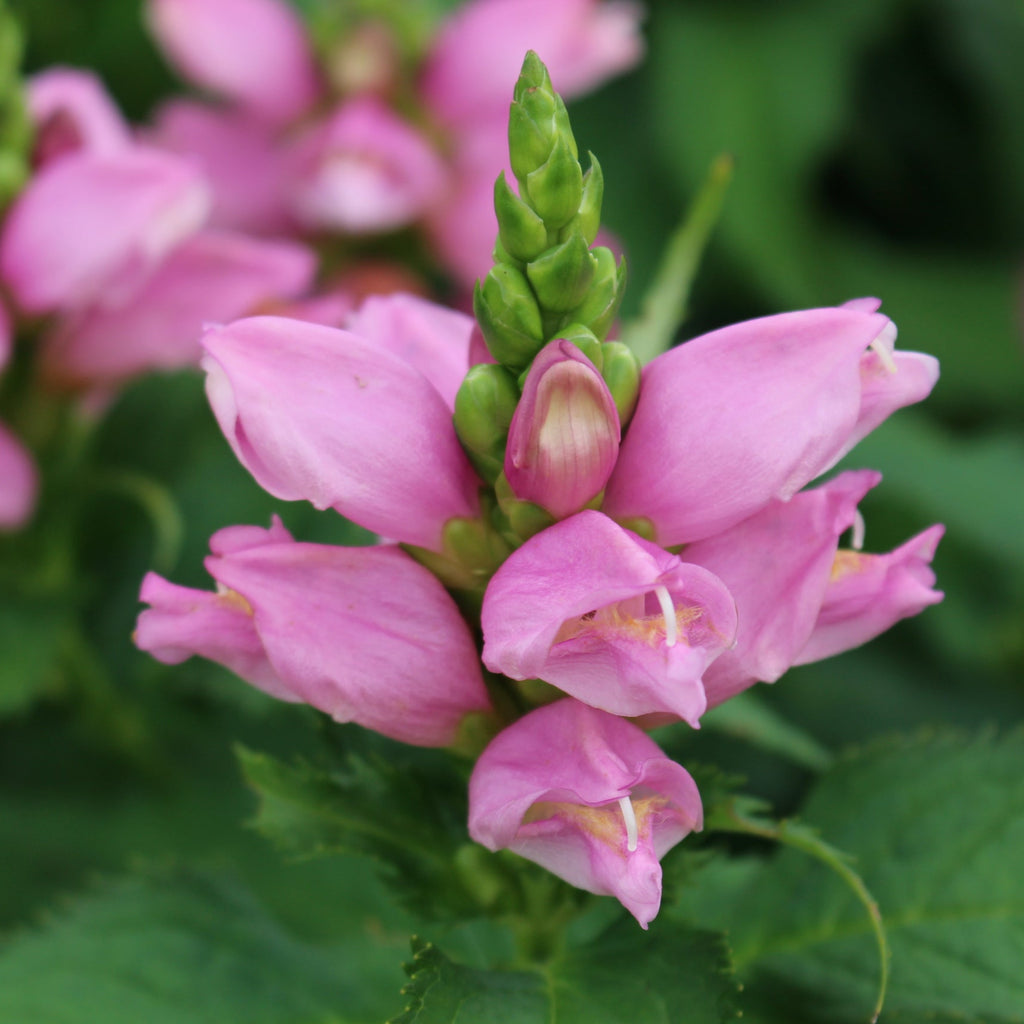 Chelone lyonii 'Hot Lips' (pink)