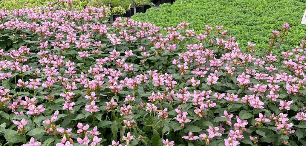 Chelone obliqua Tiny Tortuga™ PP25350