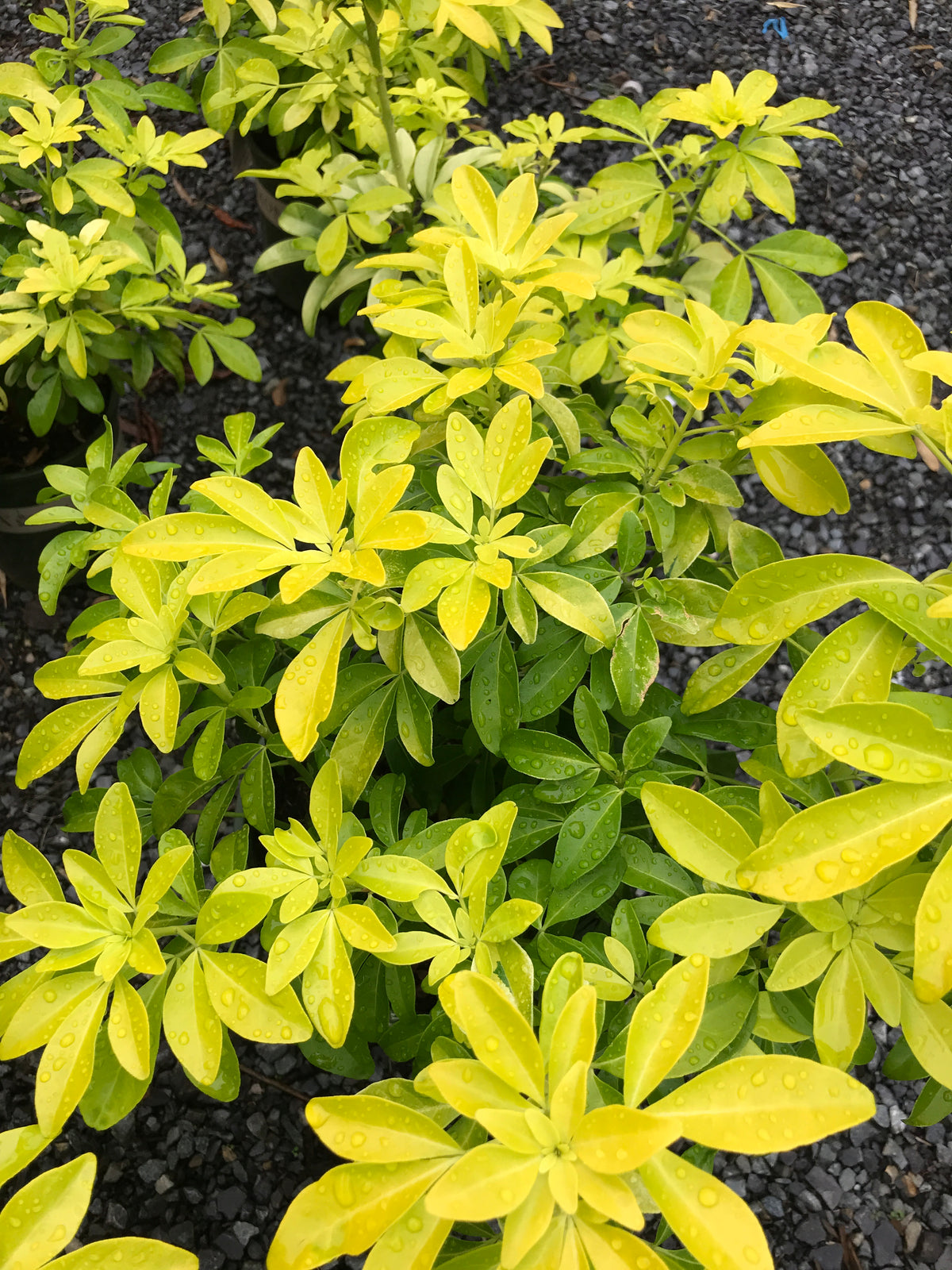 Choisya ternata 'Sundance'