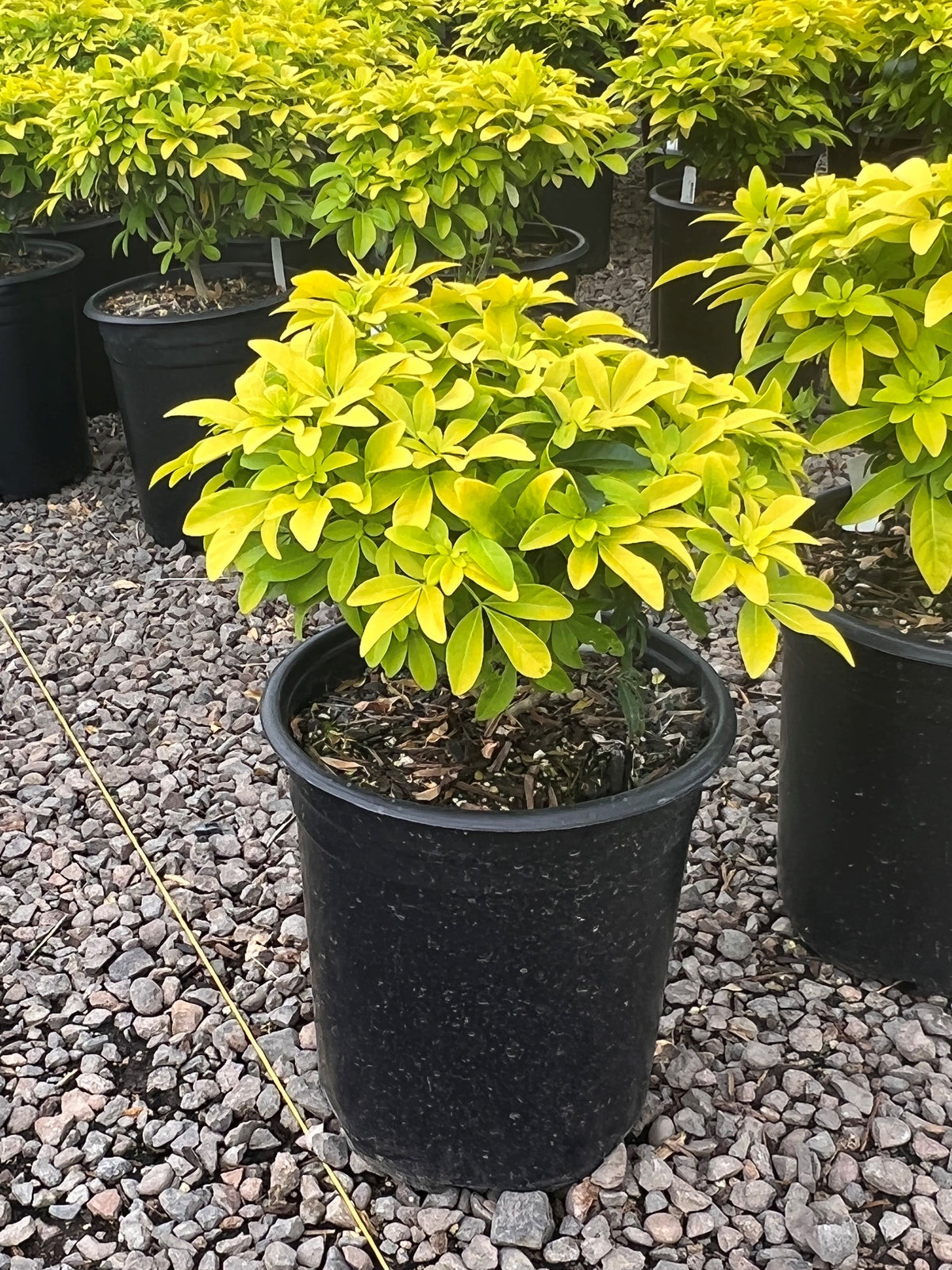 Choisya ternata 'Sundance'