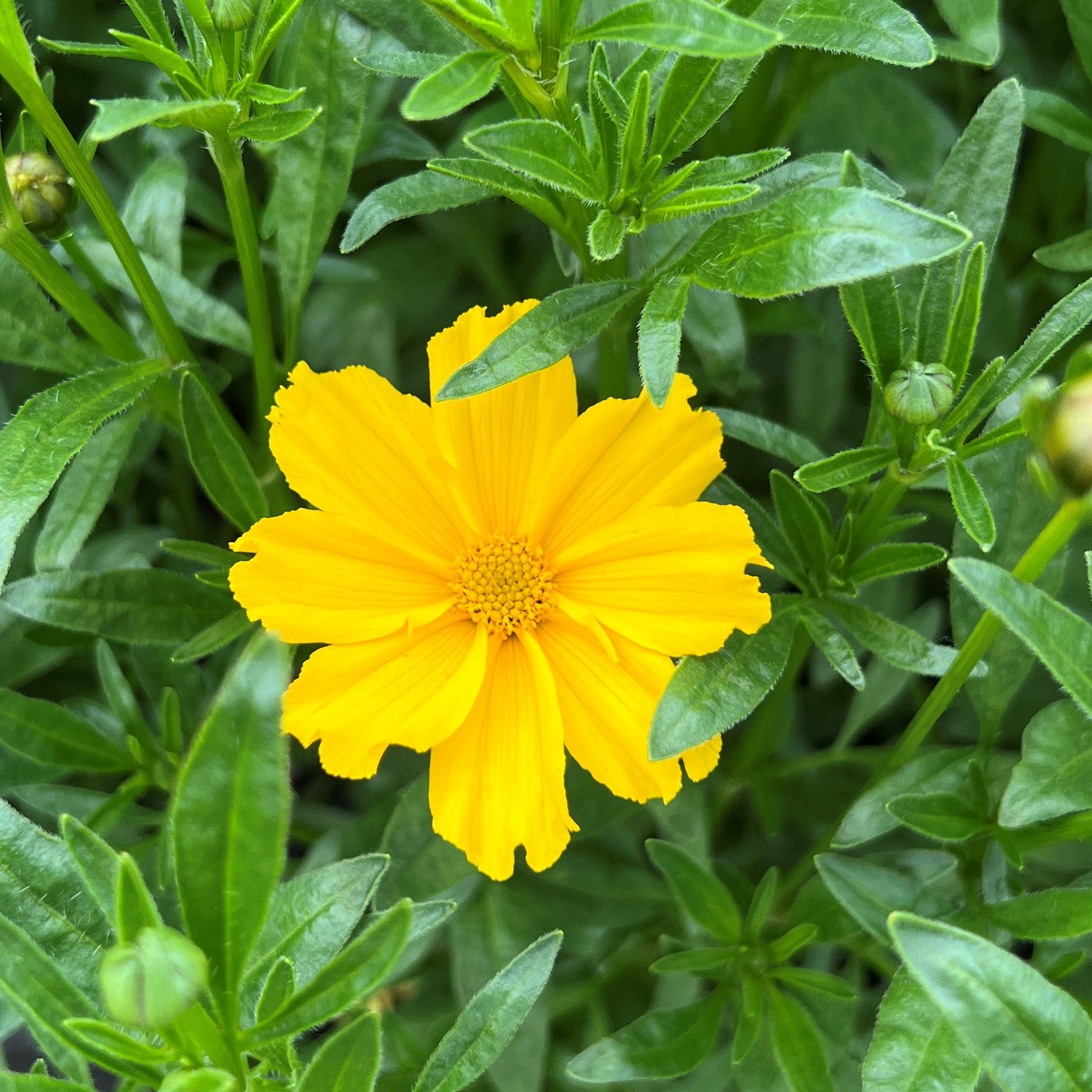 Coreopsis LI'L BANG™ 'Goldilocks' (yellow) – Loen Nursery, Inc.