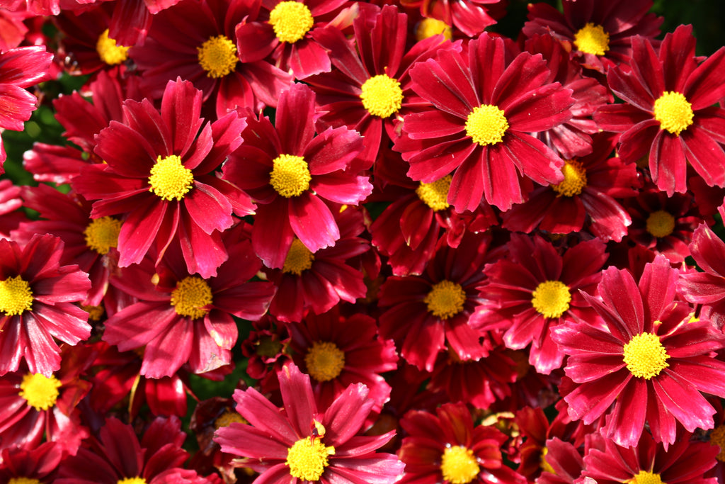 Coreopsis LI'L BANG™ 'Red Elf' PP27918 (red)