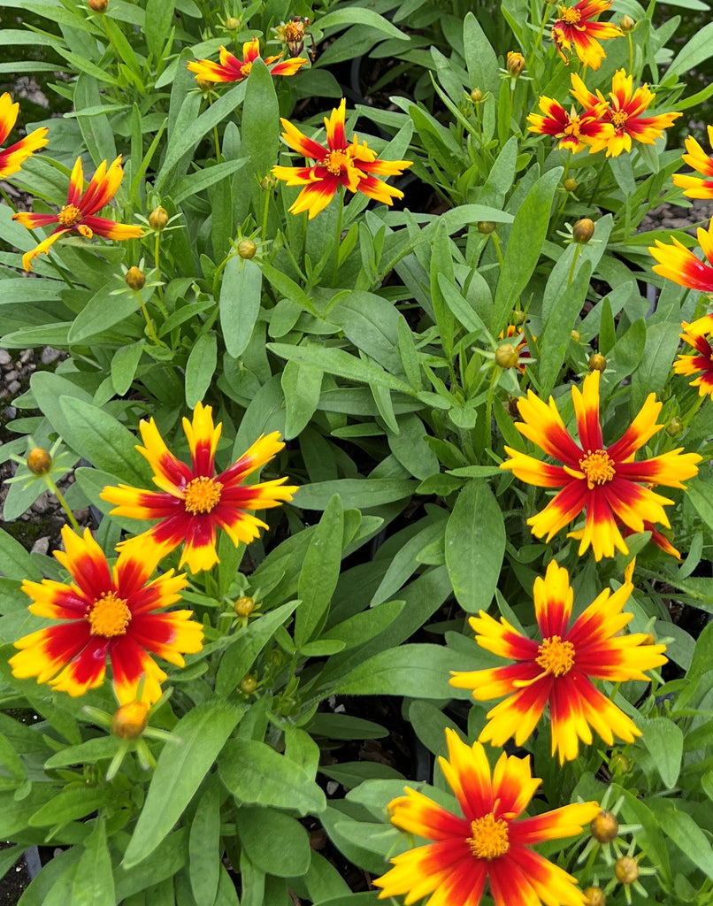Coreopsis UPTICK™ Gold & Bronze PP28882 (rust/gold) – Loen Nursery
