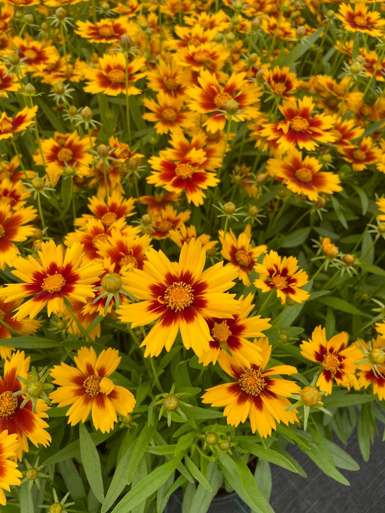 Coreopsis UPTICK™ Gold & Bronze PP28882 (rust/gold)