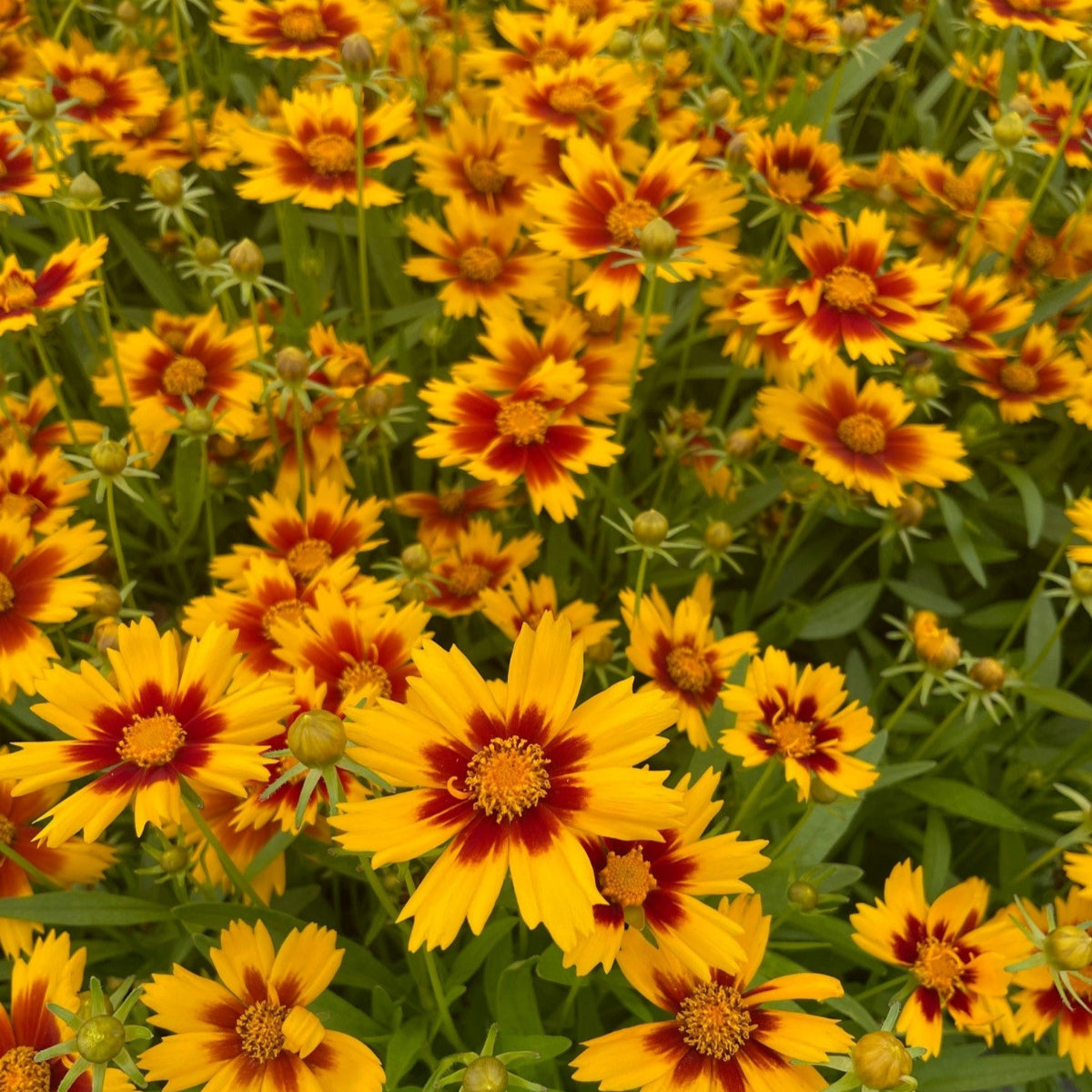 Coreopsis UPTICK™ Gold & Bronze PP28882 (rust/gold) – Loen Nursery
