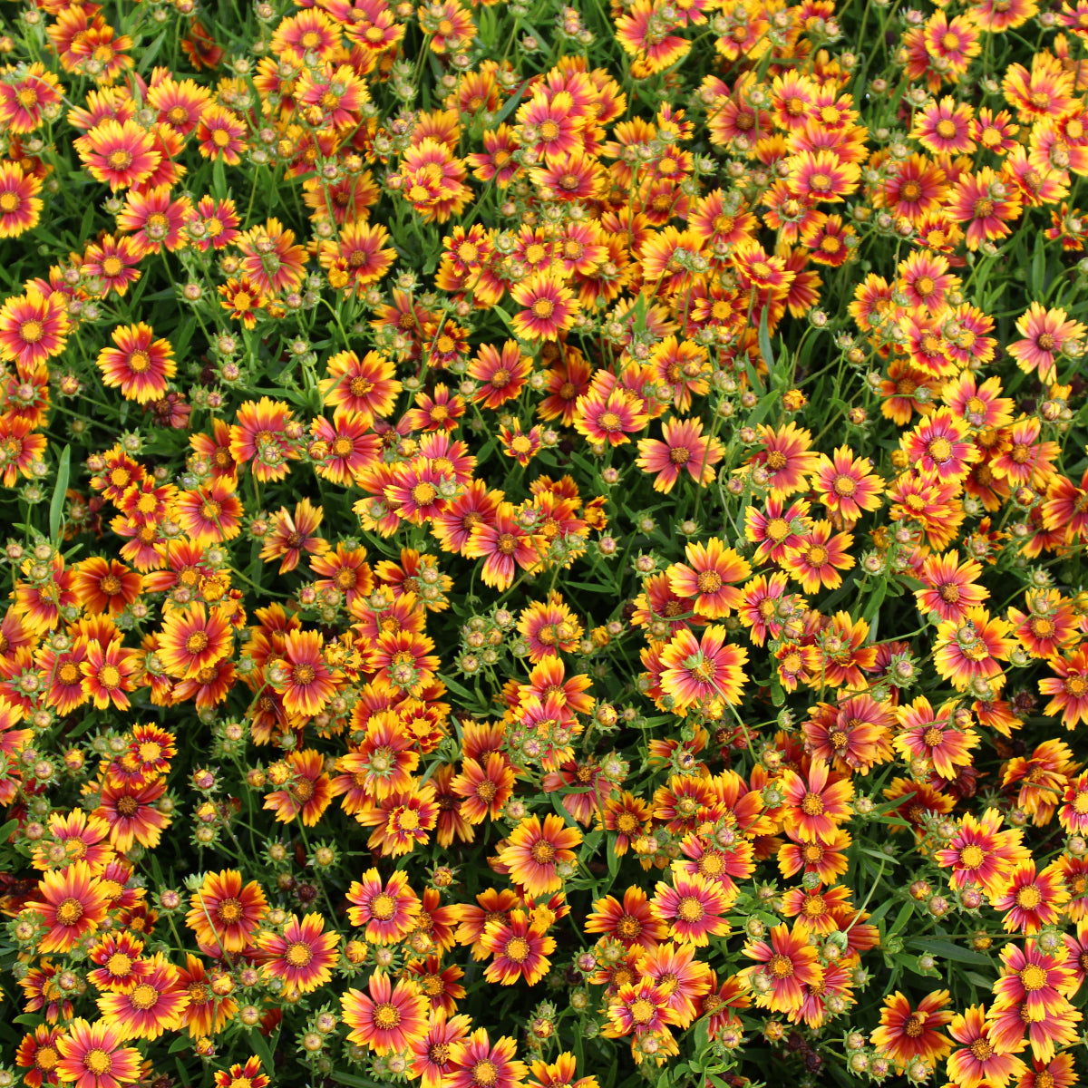 クロスタ LRP 花芽すみれ Luminous Daybreak Coreopsis_Daybreak_7-26-
