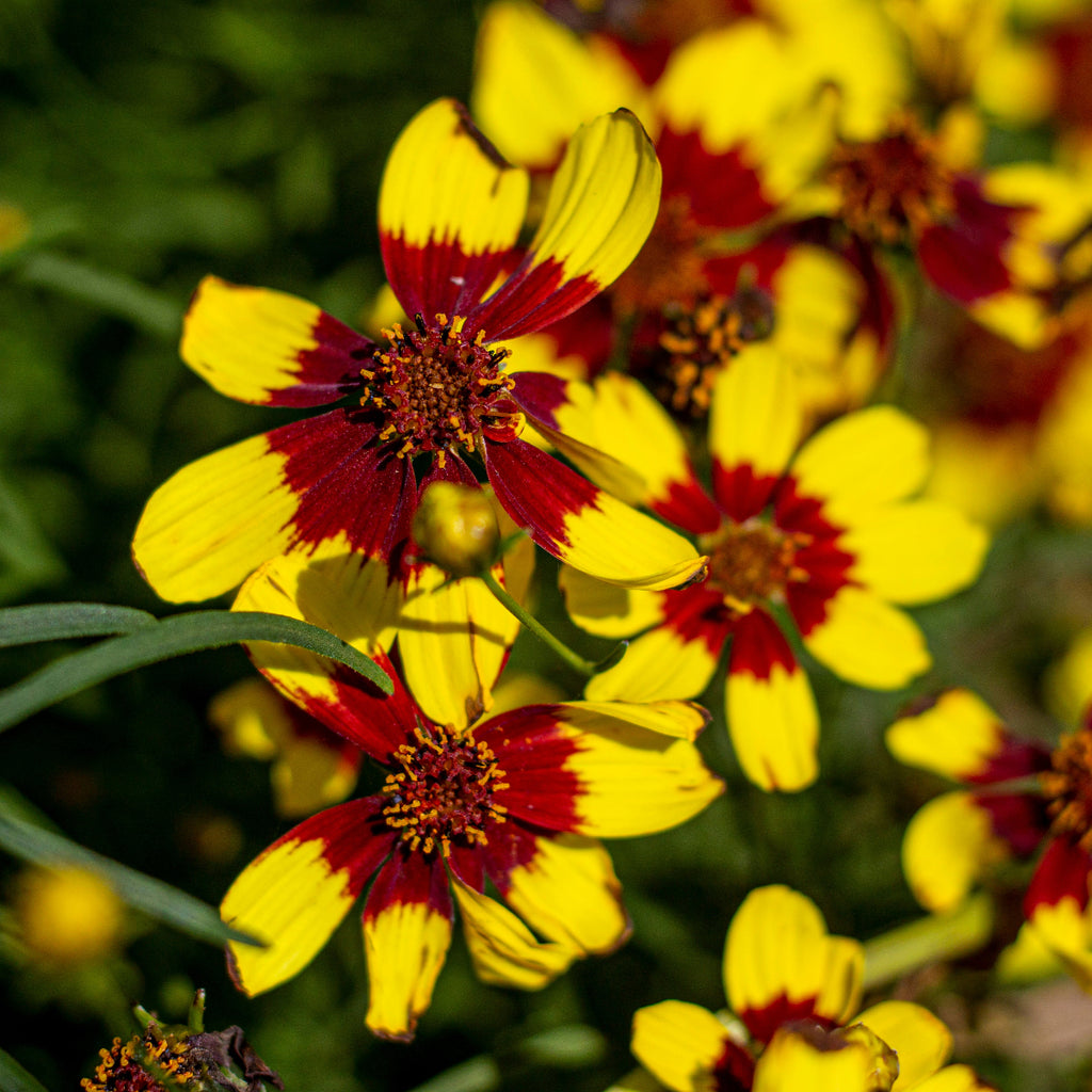 Coreopsis 'Firefly' PP26295 (red/yellow)