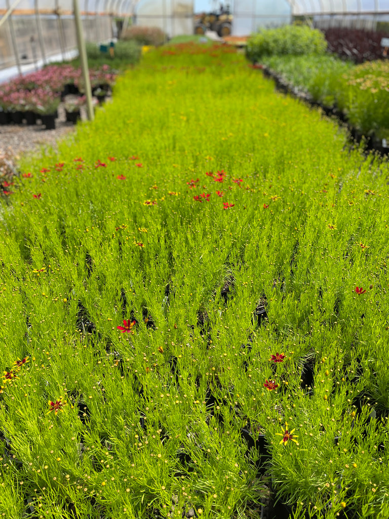 Coreopsis 'Firefly' PP26295 (red/yellow)