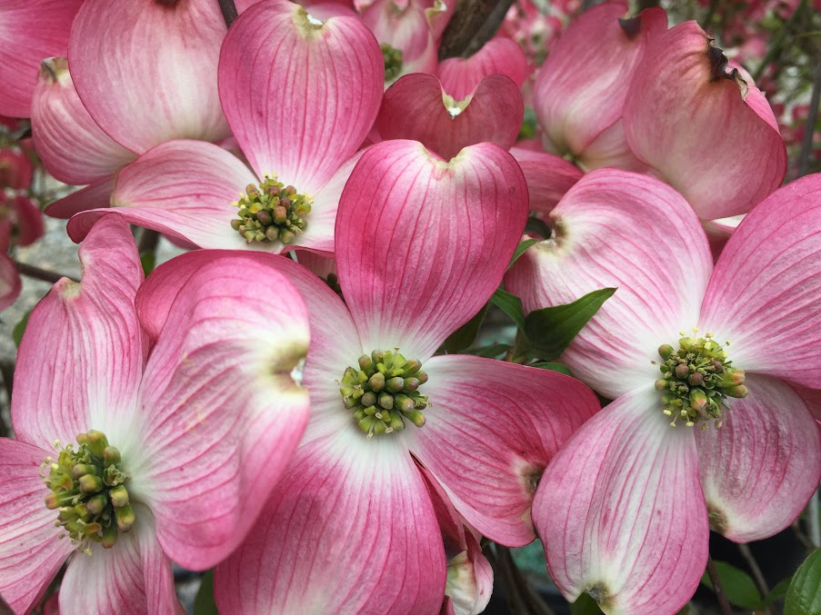 Cornus fl. 'Cherokee Brave' (rosy red)