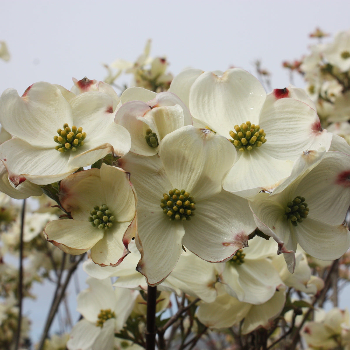 Cornus fl. 'Cloud Nine' (white)