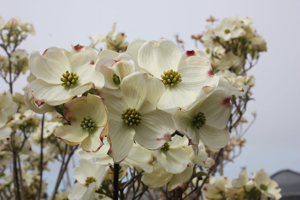 Cornus fl. 'Cloud Nine' (white) (BBP)