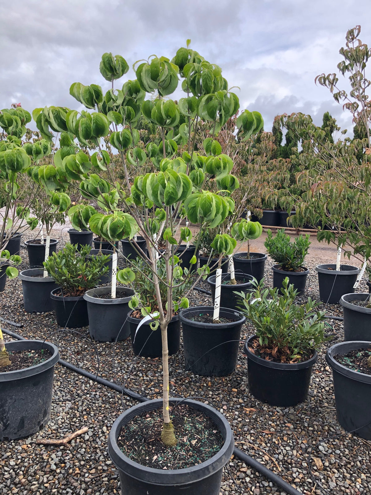 Cornus fl. 'Cloud Nine' (white)