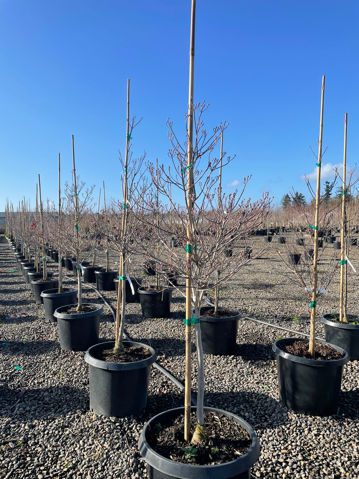 Cornus fl. 'Cloud Nine' (white)