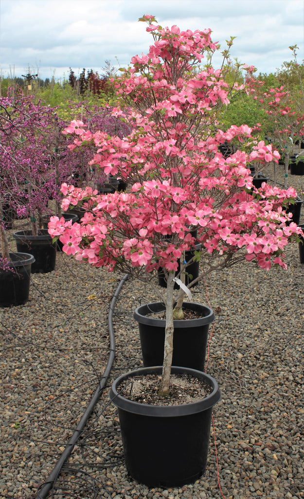 Cornus fl. 'Cherokee Chief' (ruby red) (CG)