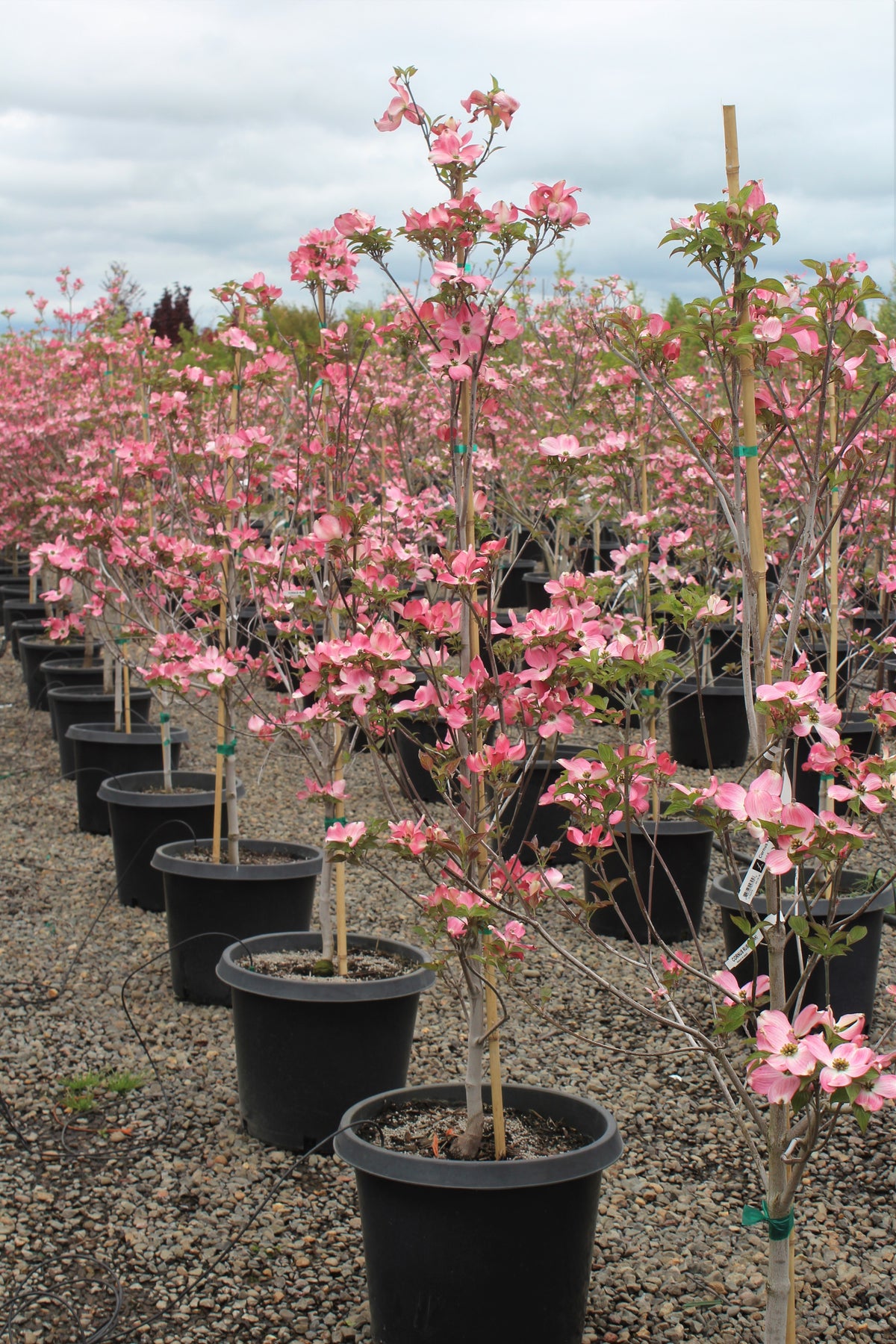 Cornus fl. 'Rubra' (pink)