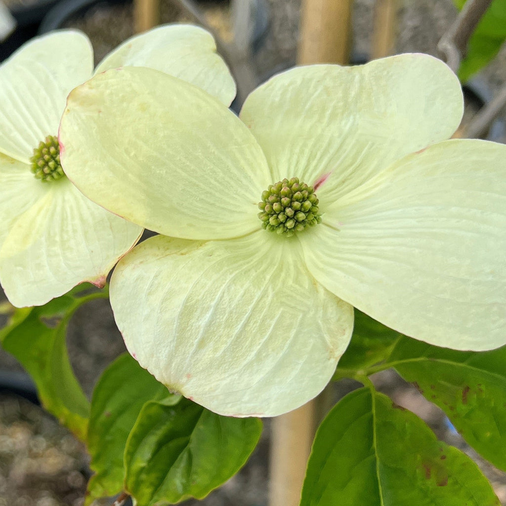 Cornus x ru. 'Aurora'® (white) (CG)
