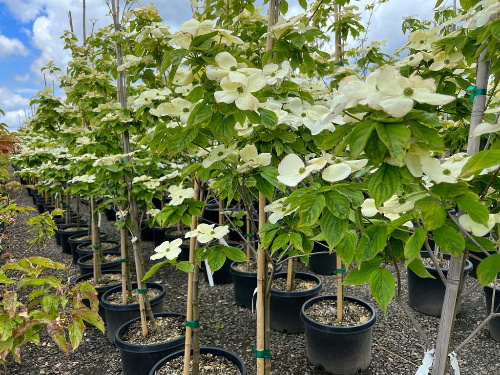 Cornus x ru. 'Aurora'® (white) (CG)