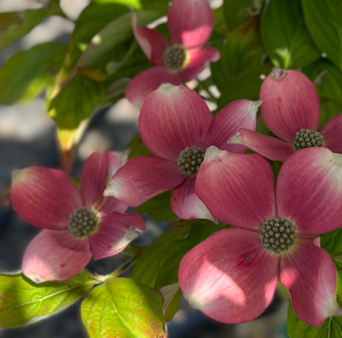 Cornus x ru. 'Stellar Pink'® (pink)